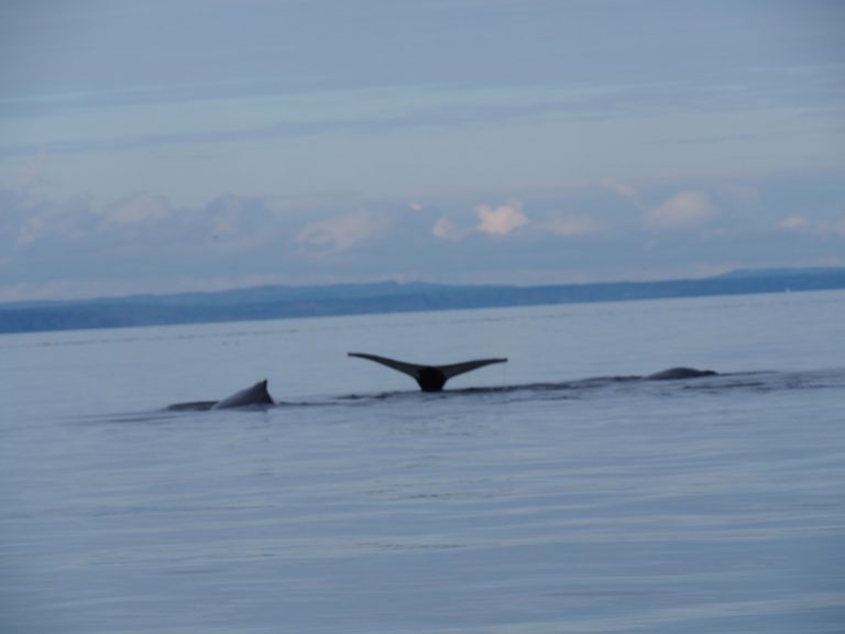 TADOUSSAC et ses baleines