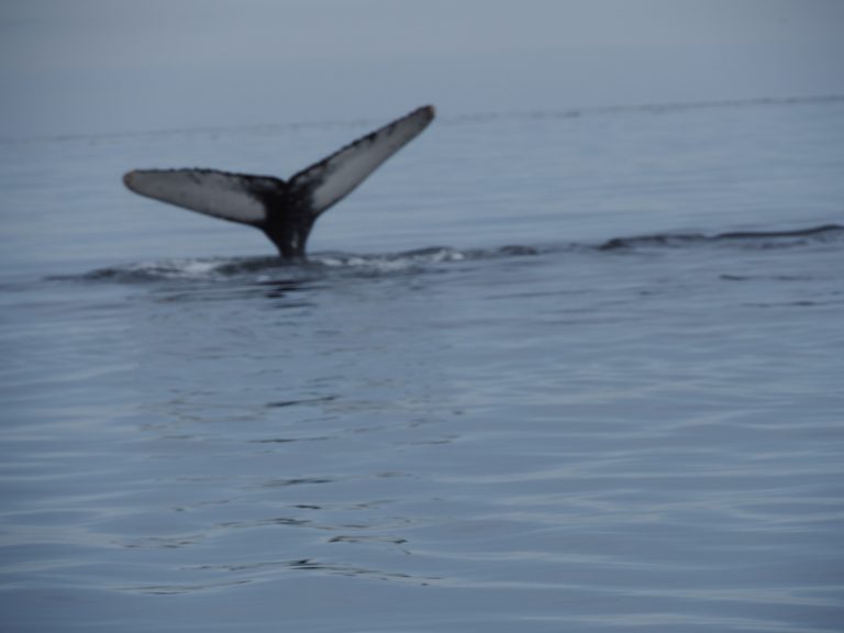 TADOUSSAC et ses baleines