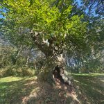 arbre remarquable