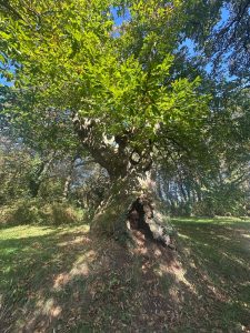 arbre remarquable